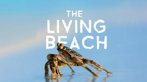 The Living Beach