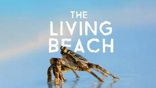 The Living Beach