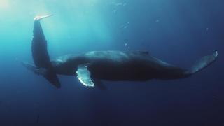 Whales Whales