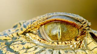 The Waterhole The Waterhole