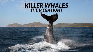 Killer Whales: The Mega Hunt
