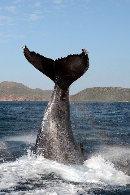 Killer Whales: The Mega Hunt