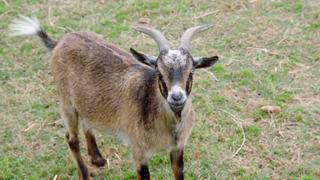 No Goats, No Glory No Goats, No Glory