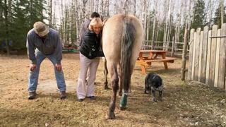 Farm Frenzy Farm Frenzy