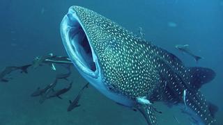 Mexico's Artificial Reefs