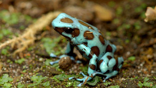 Camouflage and Coloration Camouflage and Coloration