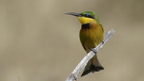The Chobe River