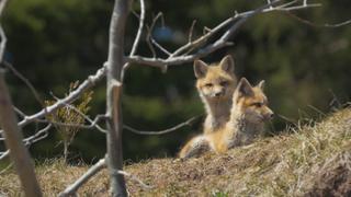 Foxes Foxes
