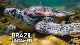  watch Brazil Untamed