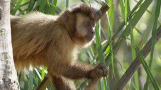 Monkey Garden