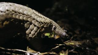 Poaching Pangolin Poaching Pangolin