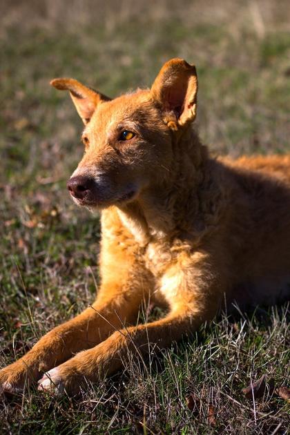 Dogs: The Untold Story
