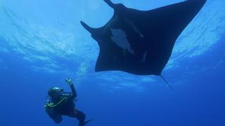 Giants of Palau