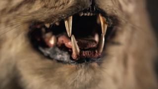 Mysteries at the Museum