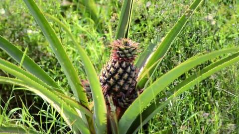 A Fruitful Life in Vieques