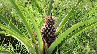 A Fruitful Life in Vieques