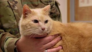 Battling FIV Battling FIV