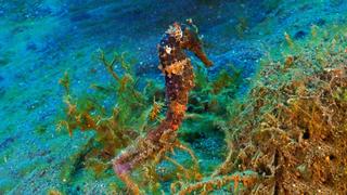 Indonesia: Life in the Muck