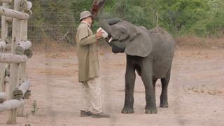 Elephant Rescue