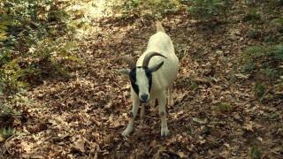 Know, Know, Know Your Goat Know, Know, Know Your Goat