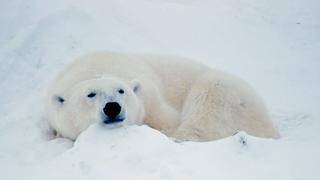 Adventure Alaska