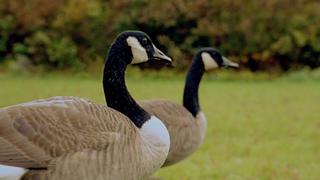 Amazing Migrations Amazing Migrations