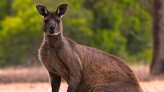 Animals Gone Wild Animals Gone Wild