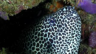 Bazaruto Shallows Bazaruto Shallows
