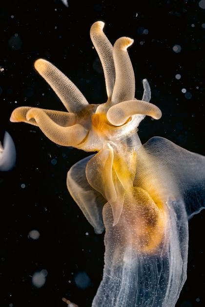 Planet Earth II