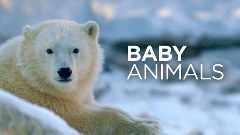 Baby Animals