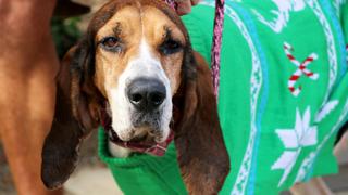 Pit Bulls and Parolees