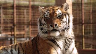 Felida Tigers and Lionsrock Felida Tigers and Lionsrock