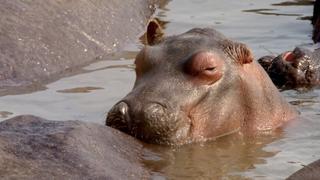 Hippo River Hippo River
