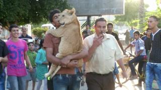 Gaza Lion Cubs Rescue