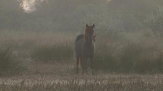 Restaurant Bears and The Last Wild Horses