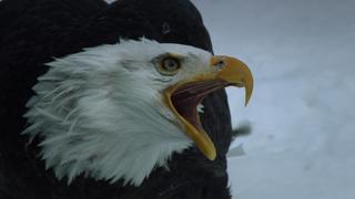 Bald Eagle Rescue Bald Eagle Rescue