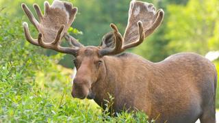 Moose Mayhem Moose Mayhem