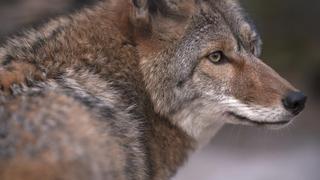 Wolves on Main Street