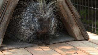 Downtown Porcupines Downtown Porcupines