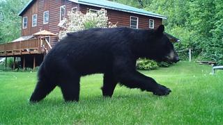 Bears Behaving Badly