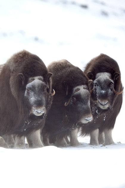 Polar World