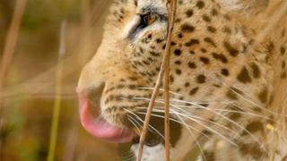 The Hungry Leopard The Hungry Leopard
