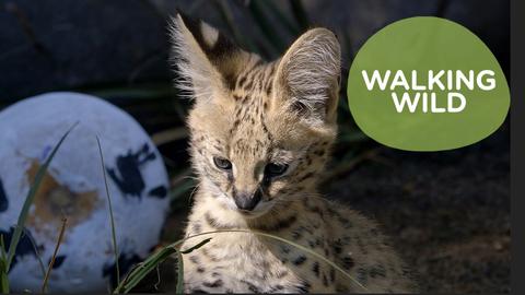 Walking Wild