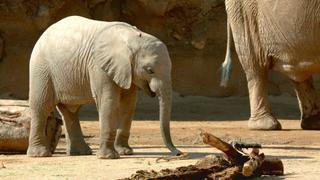 Herd Mentality Herd Mentality