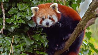 Endangered Species Endangered Species