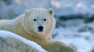 Surrogate Families Surrogate Families