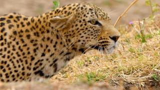 A Leopard's Last Stand A Leopard's Last Stand