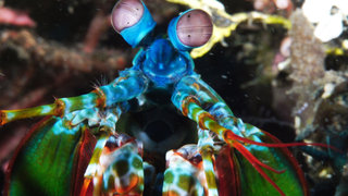 Strange Creatures