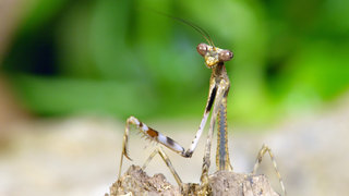 Strange Creatures