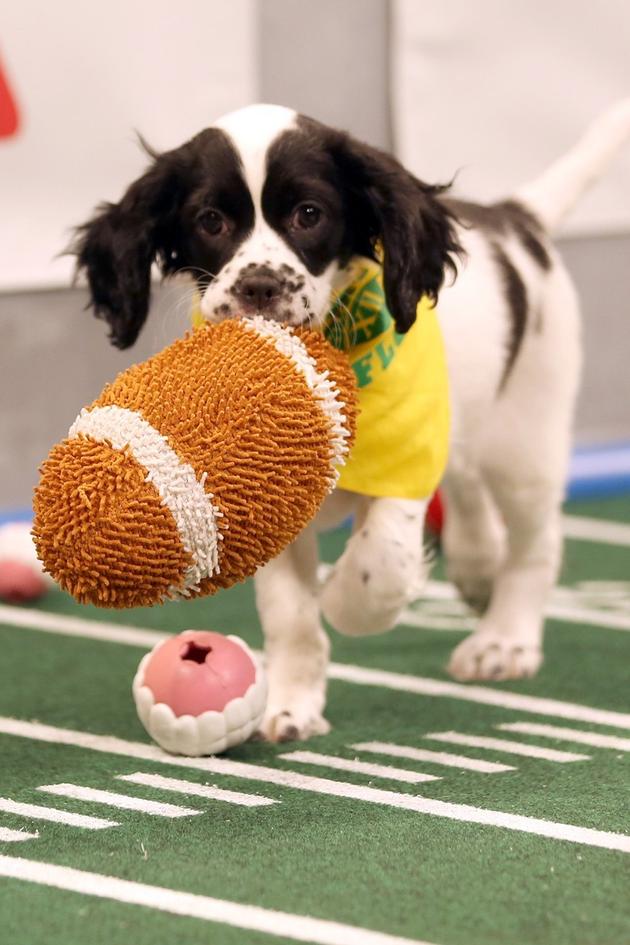 Puppy Bowl XIII